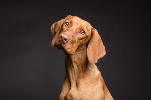 Explore More at the 143 Westminster Dog Show